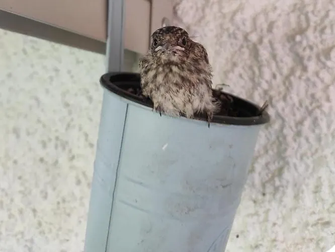 Kameleon Apartmanhaz Ev Toeltessel Apartment